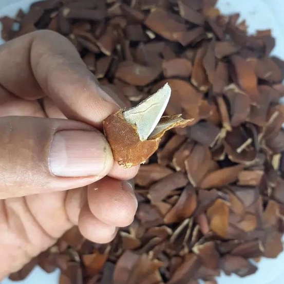 Biji mahoni kering kupas 250 gram biji mahuni kupas