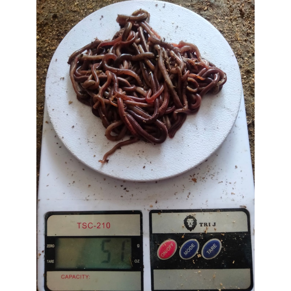 Cacing tanah 50 gram