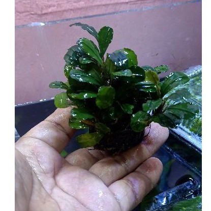 BUCEPHALANDRA MEDIA WABIKUSA AQUASCAPE