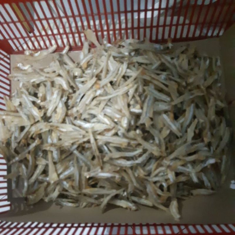 

Teri belah tanpa kepala