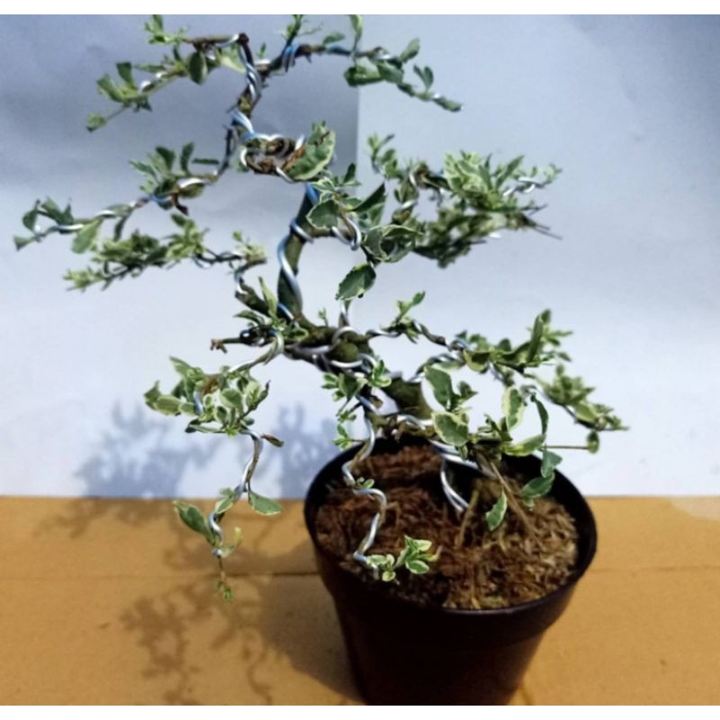 pohon bonsai legistrum varigata tanaman hias pohon bonsai legistrum varigata