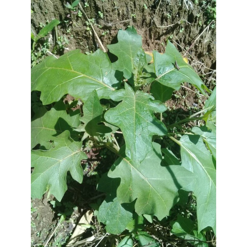 

PROMO DAUN CEPOKAK SEGAR MUDA 500GRAM