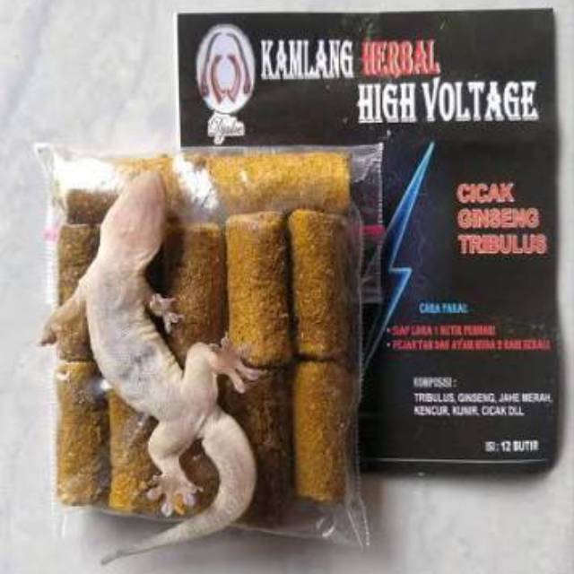 KAMLANG DJALOE HIGH VOLTAGE - nafas panjang dan mental bagus