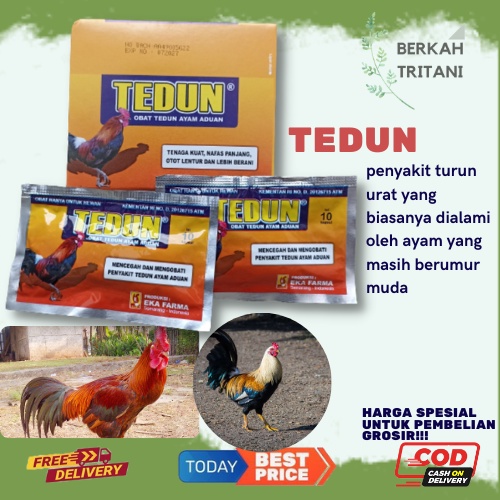 TEDUN MENGOBATI MENCEGAH PENYAKIT TEDUN URAT KAKI OBAT AYAM BUBUL