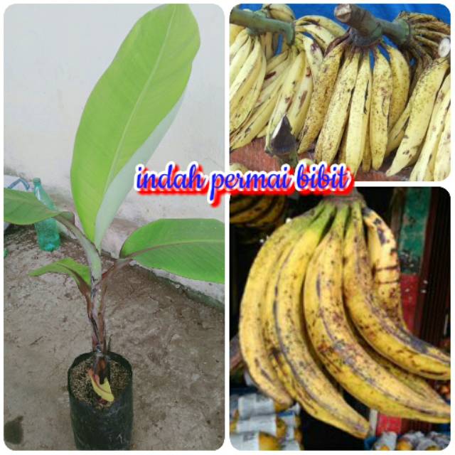 Bibit pisang tanduk sukabumi