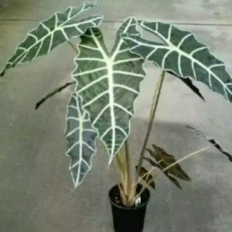 Tanaman hias Indukan Alocasia Amazon-Pohon Keladi Amazon