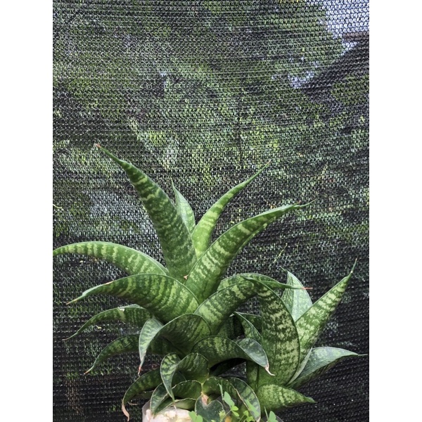 sansevieria hybrid cordova x paten