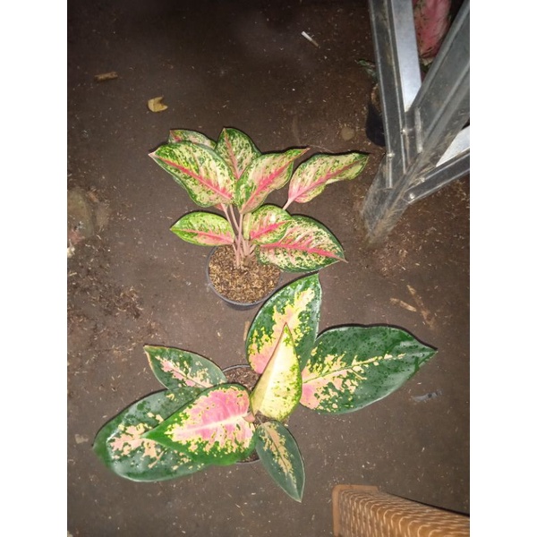 aglonema swit dream+kocin pelangi