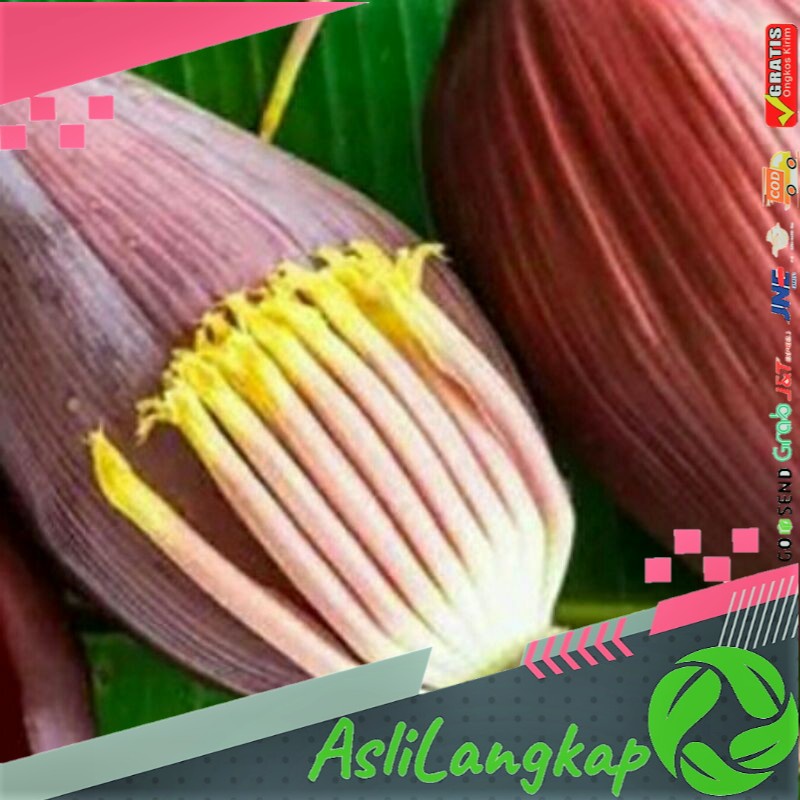 

Bahan Mkanan Jantung Pisang Segar