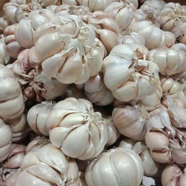 

Bawang putih banci super
