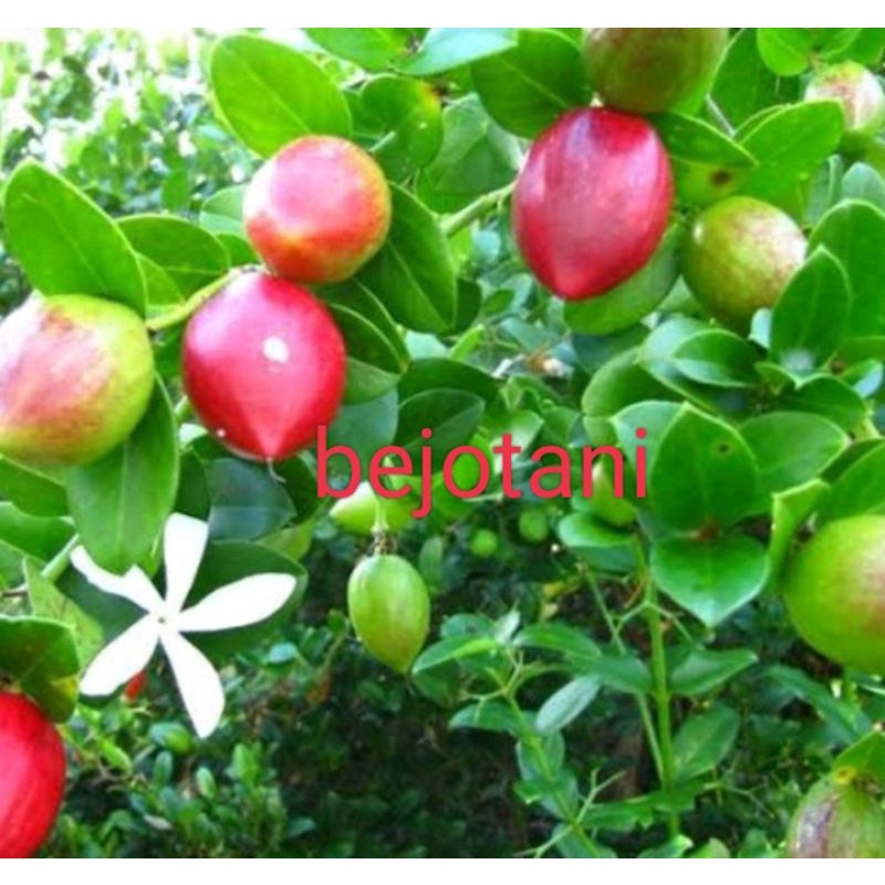 Bibit tanaman buah natal cangkok