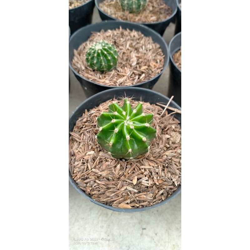 

echinopsis mini