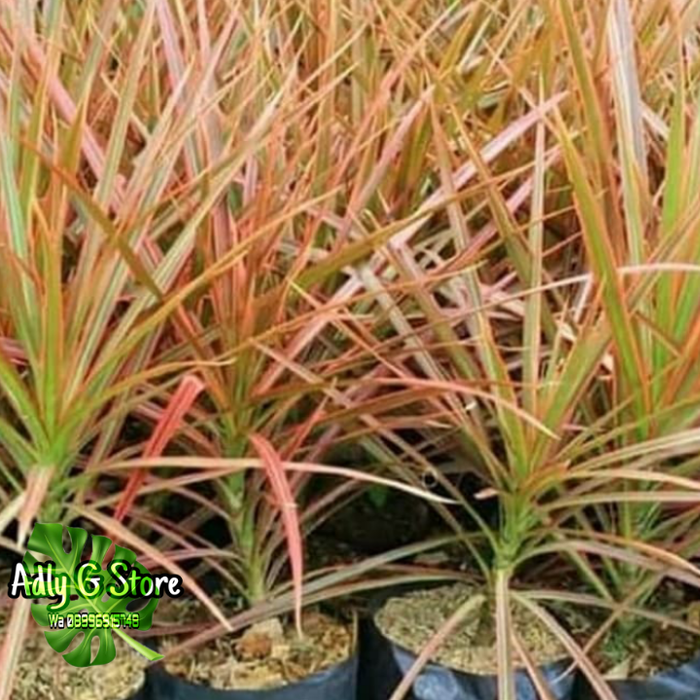 Tanaman Hias dracena tricolor - dracena tricolor