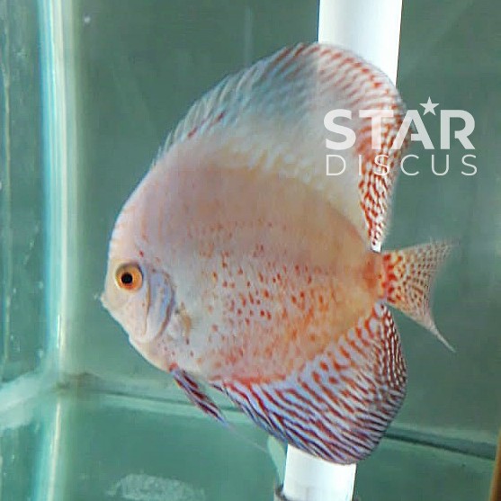 Indukan - ikan Discus jenis White Smoke ukuran 4 inch
