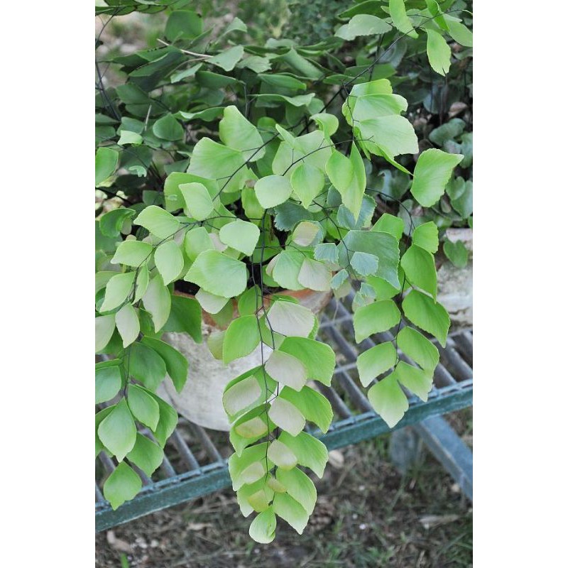 Tanaman hias bunga paku-pakuan suplir maiden hair fern daun besar