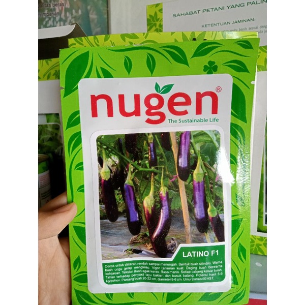 Benih | Winih Terong Ungu Cap panah merah