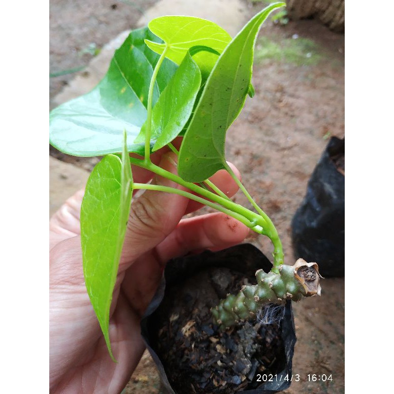 BIBIT TANAMAN BROTOWALI / BROTOWALI MURAH