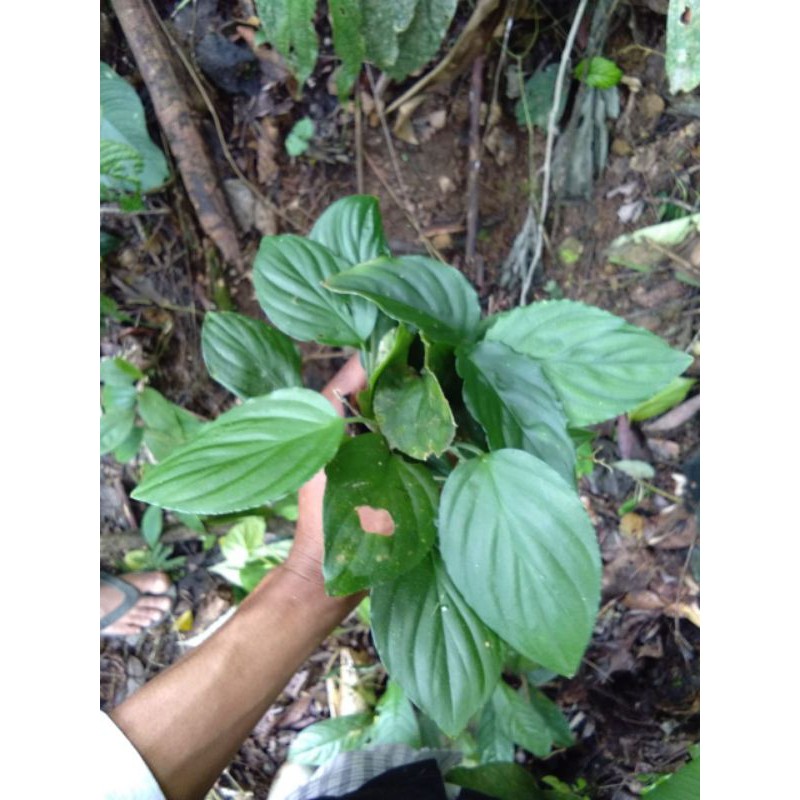 

Paket Homalomena Hijau 10btg
