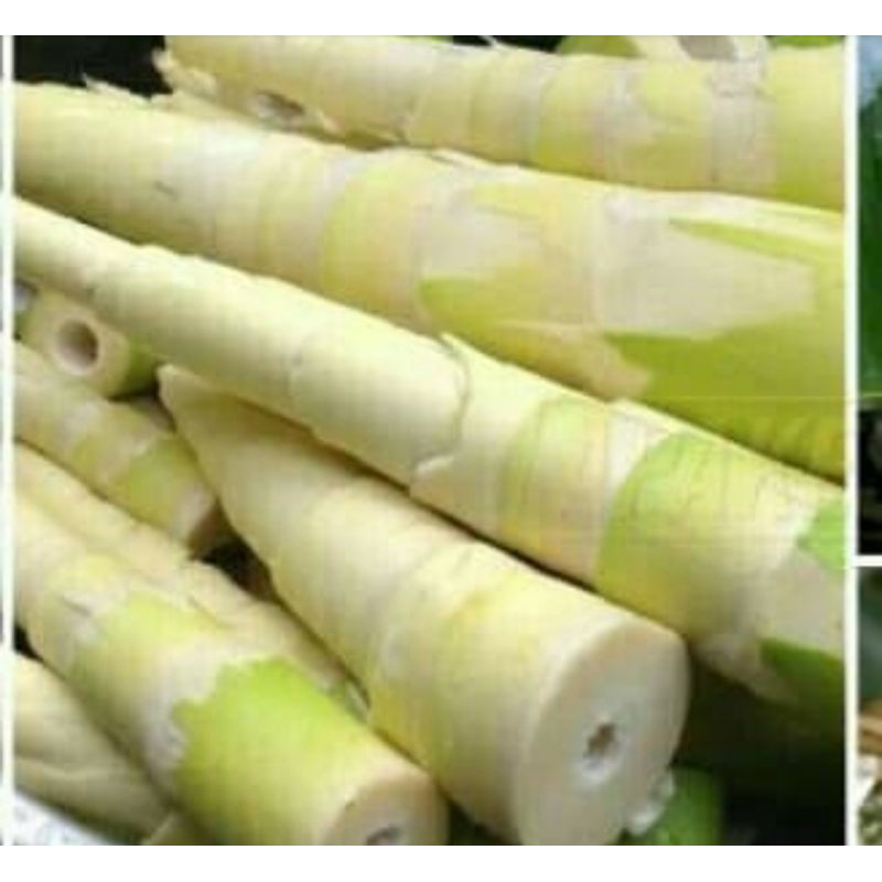 

rebung bambu sayur mantap