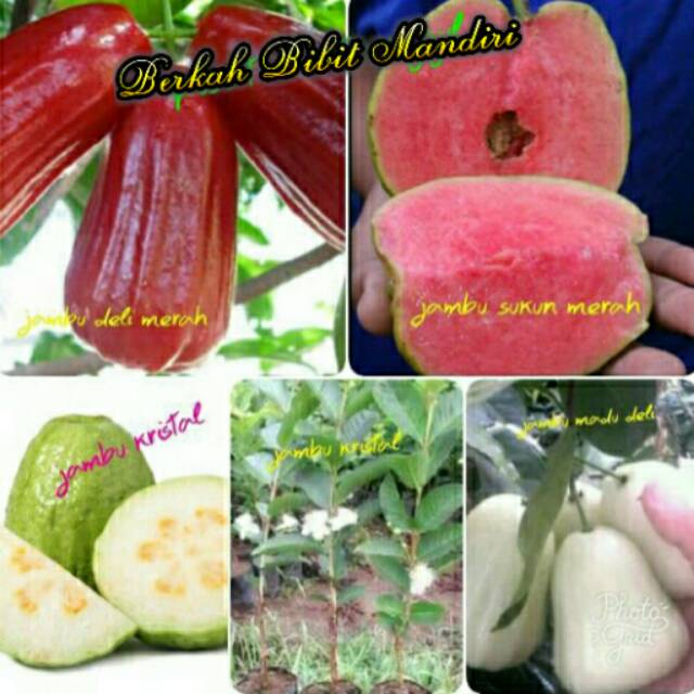 Paket 4 Batang Bibit Jambu Madu Deli Merah-Madu Susu-Jambu Kristal-Sukun Merah