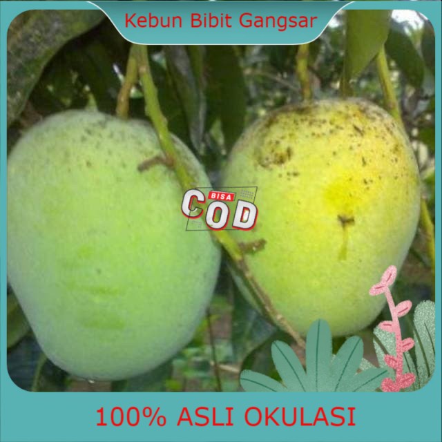 Bibit mangga madu/manalagi