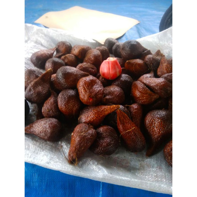 Biji salak merah sidempuan unggul paket 50 biji