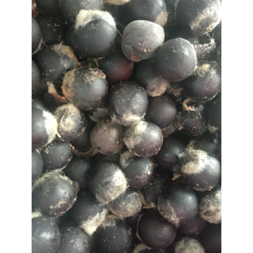 BIJI LERAK TANPA DAGING