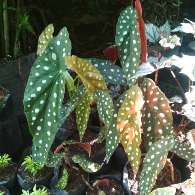 begonia Polkadot putih(tanaman hidup)