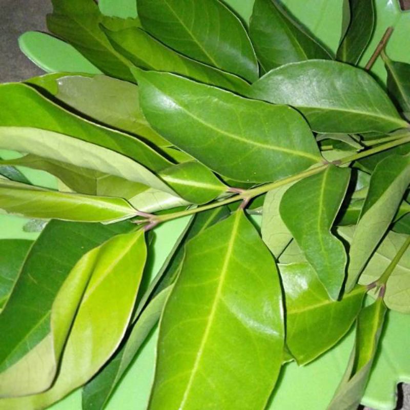 

Daun Salam Per Lembar Bumbu Masakn Penyedap Rasa