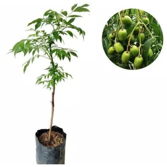 BIBIT BUAH / BENIH BUAH BERKWALITAS 3 BIBIT TANAMAN KEDONDONG DONDONG