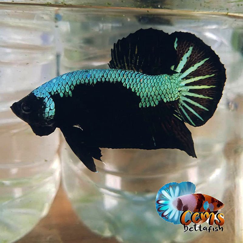 Cupang Plakad Green Samurai