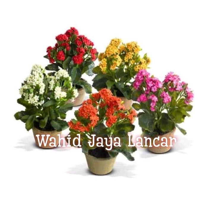 Paket 3 Pcs Tanaman Hias Cocor Bebek / Sosor Bebek