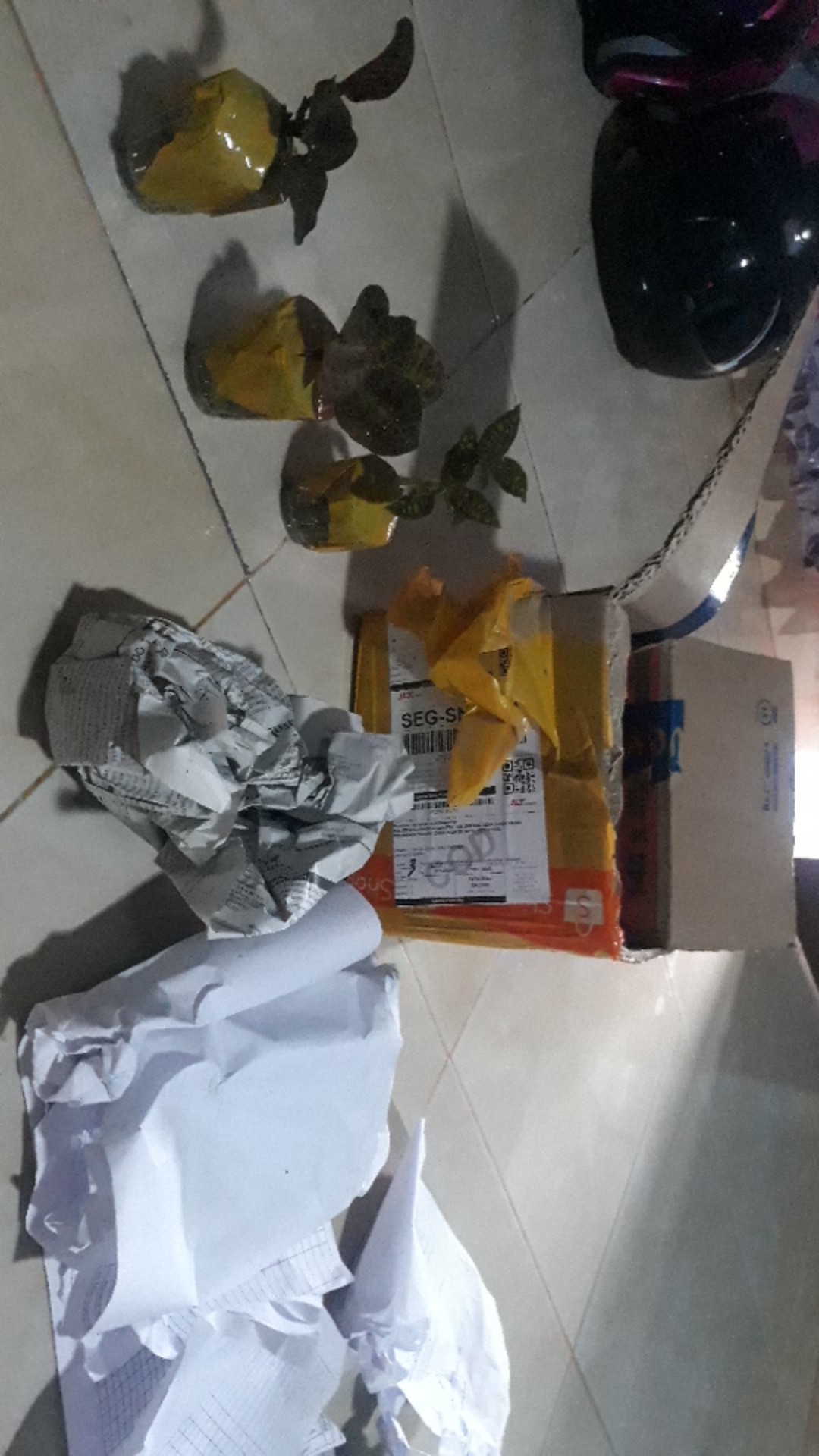 Anggrek Tanah Jewel Orchid/anoectochilus Rendwartii/anoectochilus Sp/macodes Petola