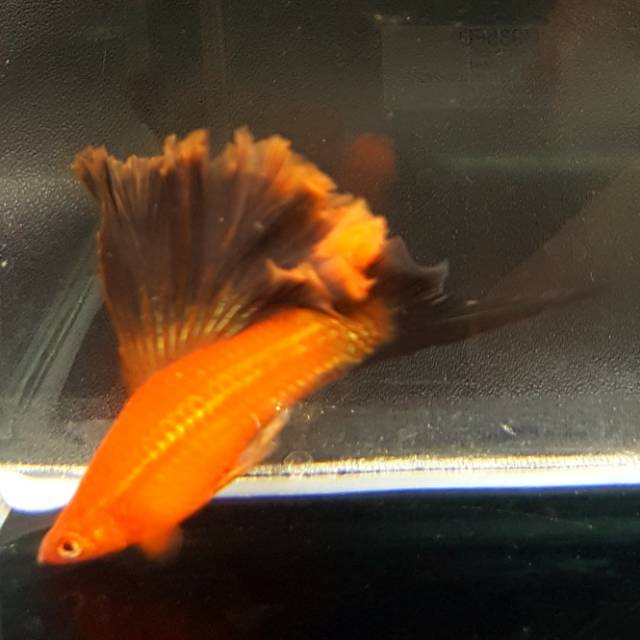 Wagtail sword cauliflower