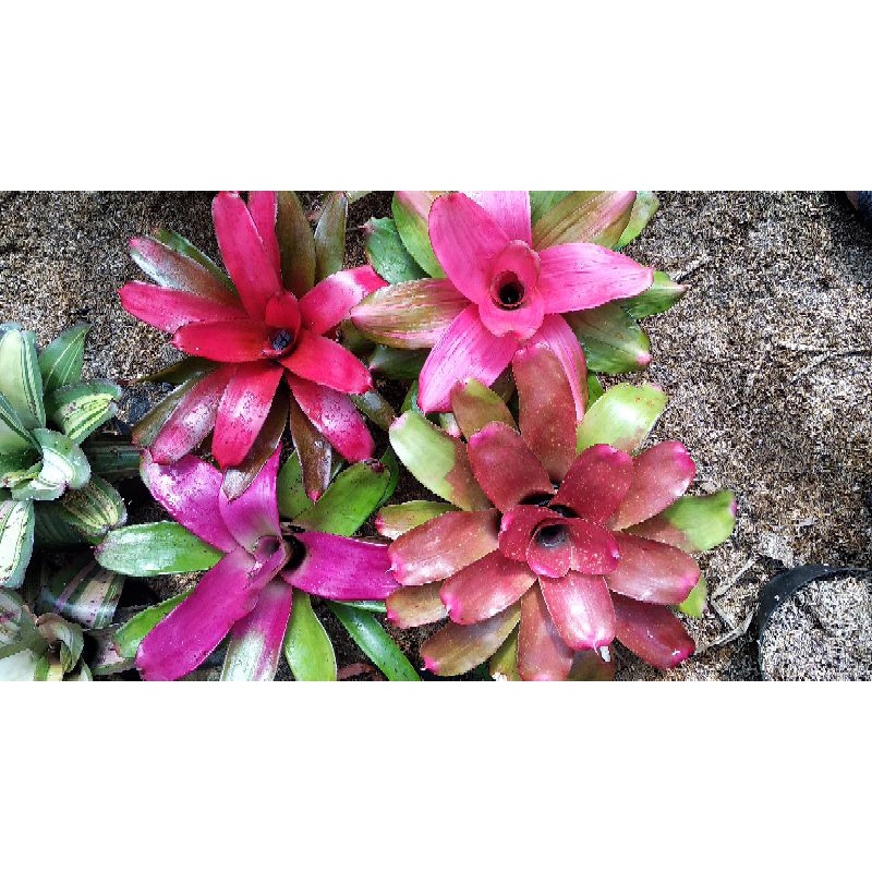 paketan bromelia