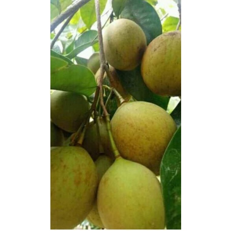 

buah pala segar/utuh 1kg