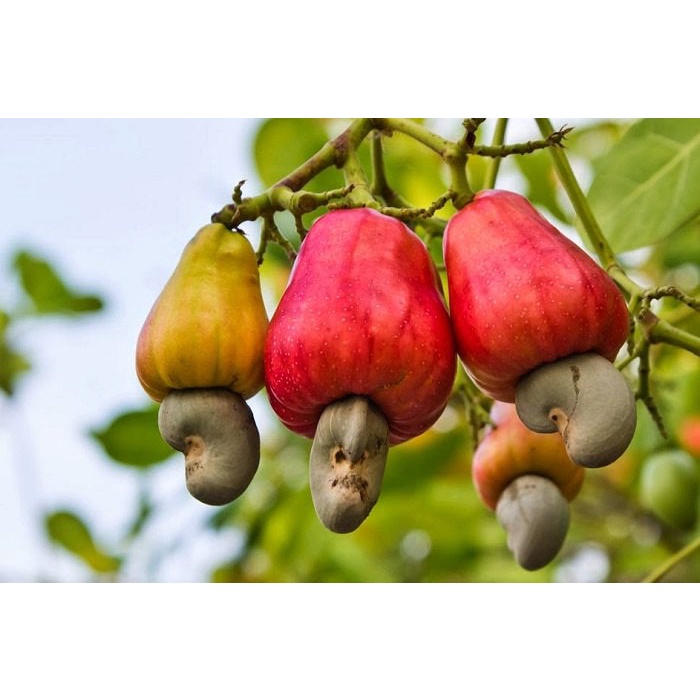 Benih Bibit Biji - Jambu Monyet Mede Kacang Mete Cashew Nut Tree (Anacardium occidentale) Seeds