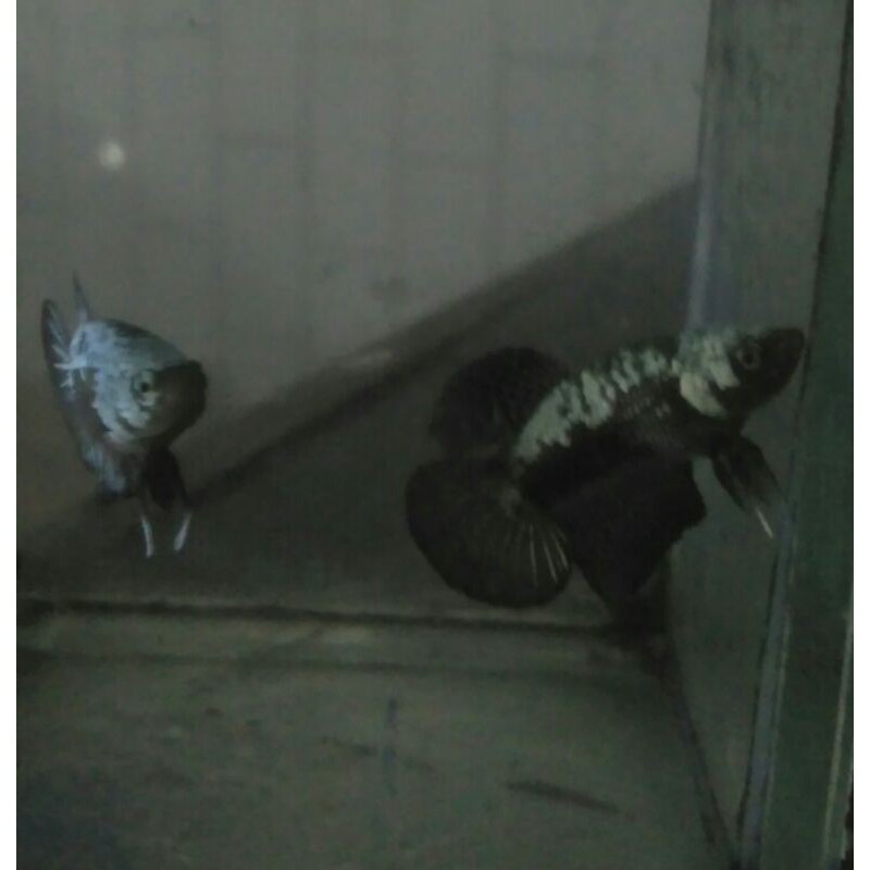 cupang black samurai