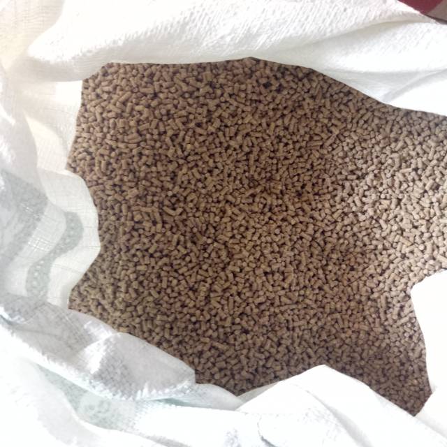 Pur tulang pur jago pur 594