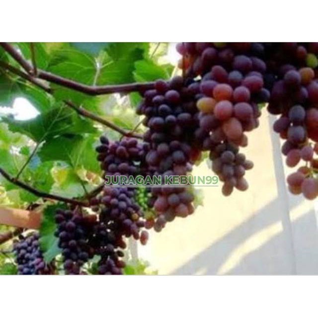 Bibit Buah Anggur Jupiter / Anggur Impor