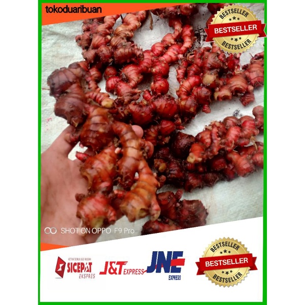 

Jahe Merah Super Tua Asli Masih Segar 1KG - Bisa untuk Konsumsi / bibit jahe merah