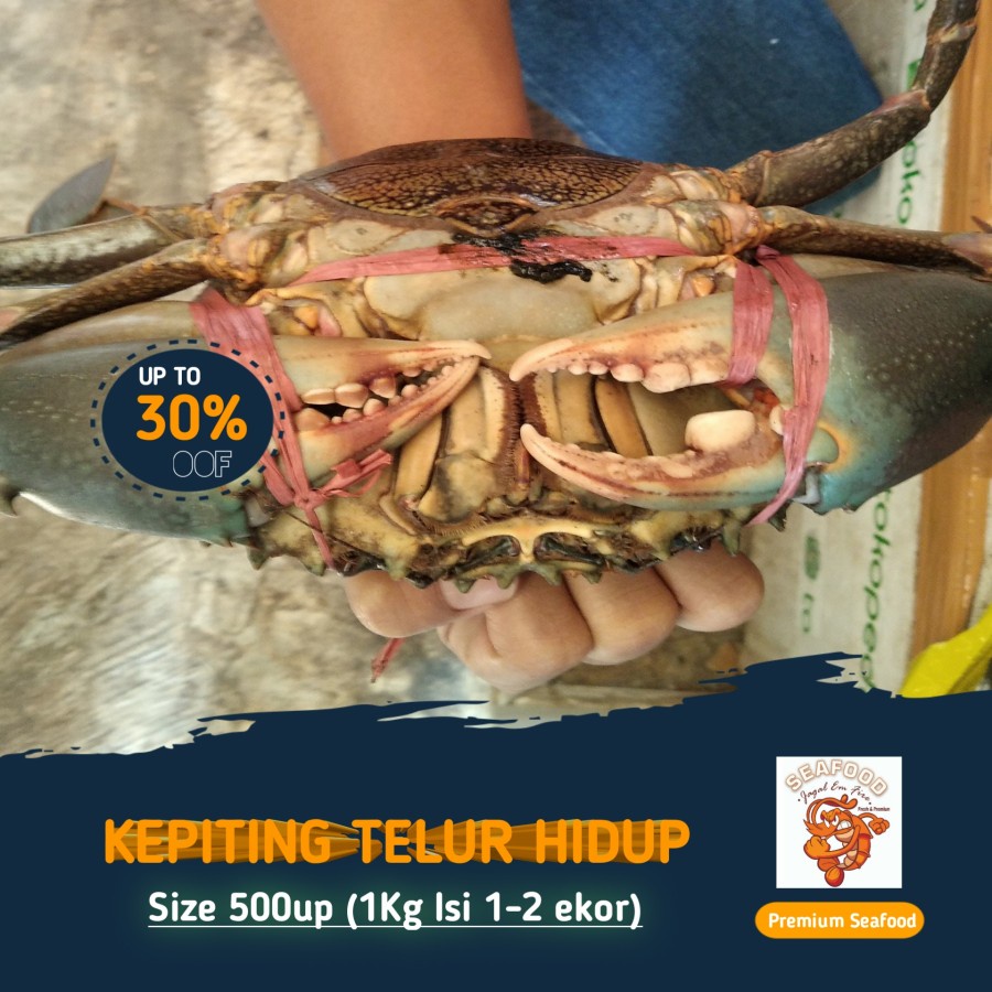 

Kepiting Telur Hidup 1 Kg isi 2ekor (500gram/ekor)