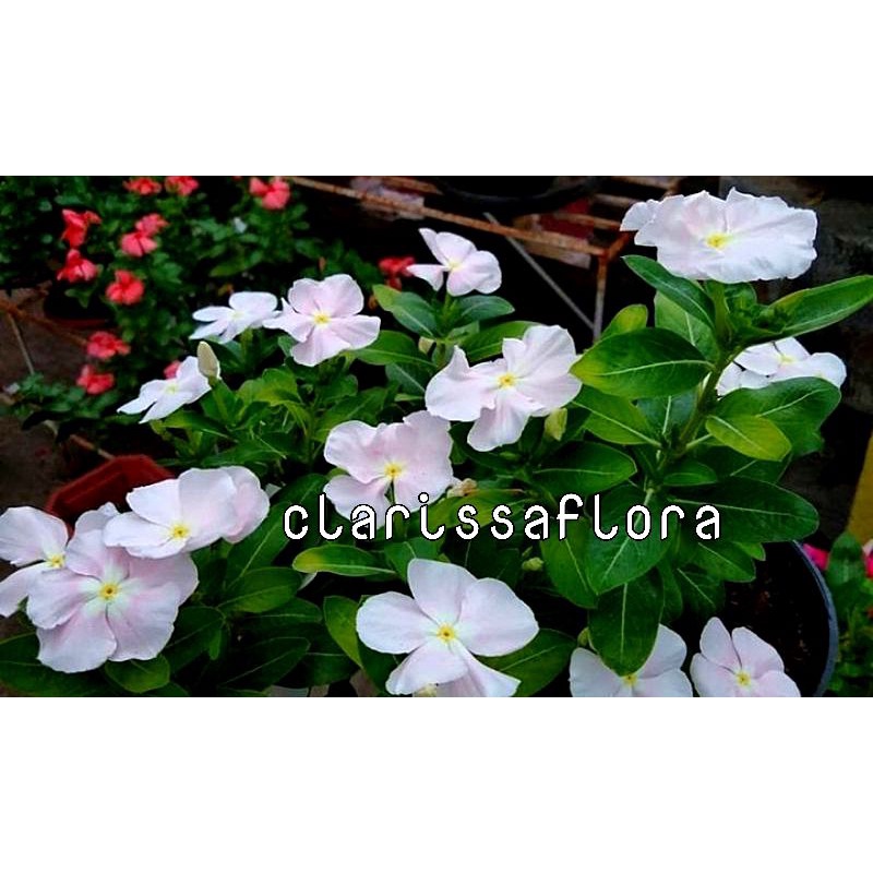 POHON VINCA PUTIH - TAPAK DARA - VINCA