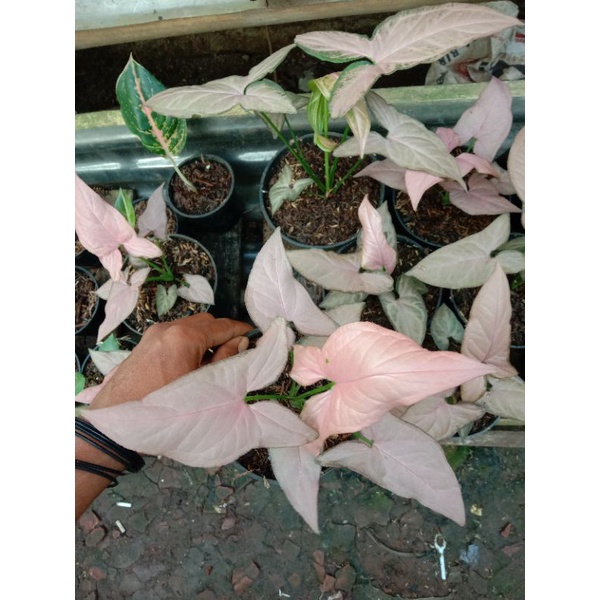 singonium pink / tanaman singonium / tanaman hias singonium pink