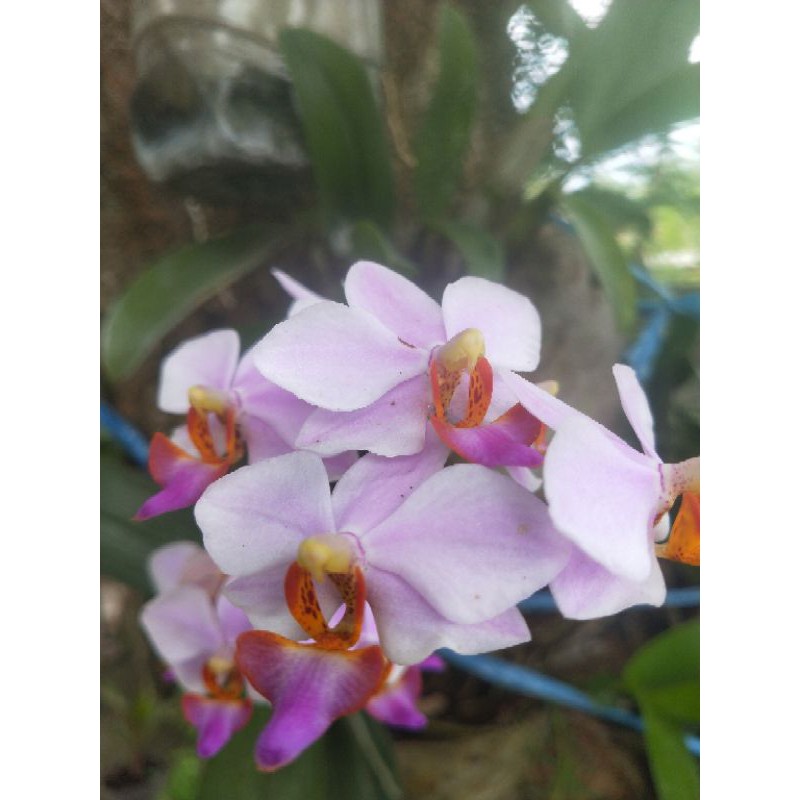 anggrek doritis