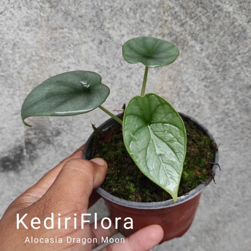 Alocasia Dragon Moon