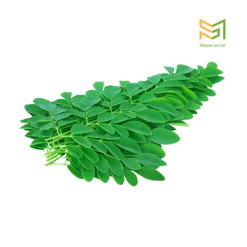 

Daun kelor segar per ikat