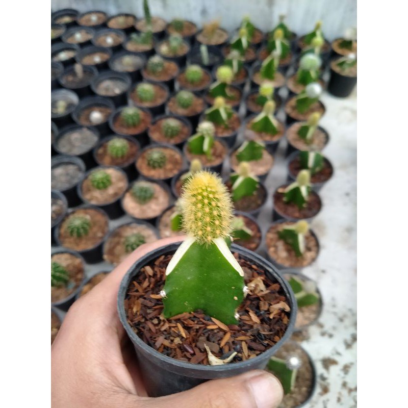 kaktus grafting ekor tupai (bajing)