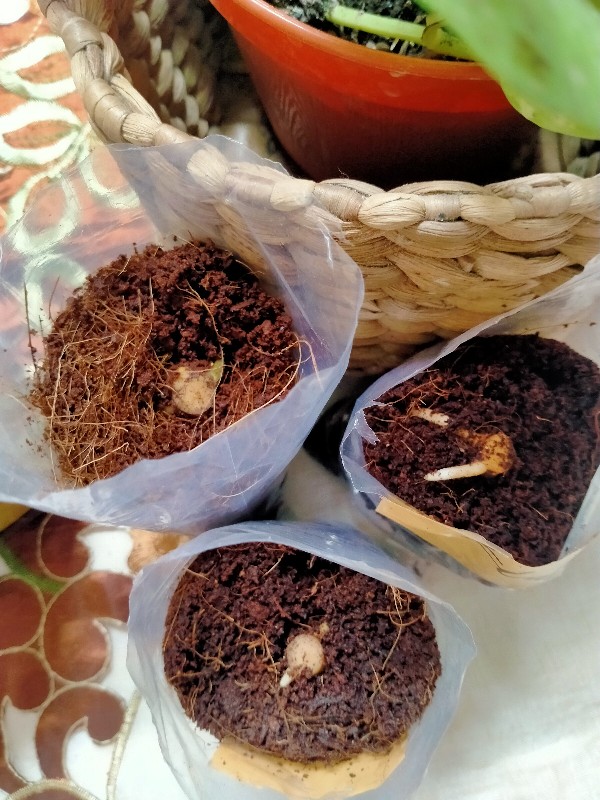 Paket Murah Tunas Bonggol Aglonema Suksom Jaipong - Lotus - Khanza