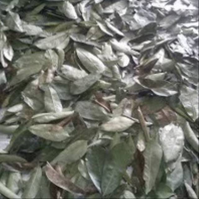 

10 gram daun sirsak kering